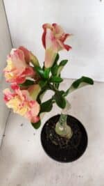 ENXERTO 12343 – 22cm (cor LM 582) - Imagem 8