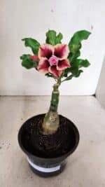 ENXERTO 12344 – 20cm (cor LM 964) - Imagem 2