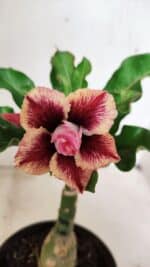 ENXERTO 12344 – 20cm (cor LM 964)