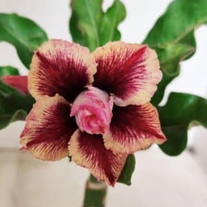 ENXERTO 12344 – 20cm (cor LM 964)