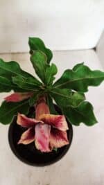 ENXERTO 12344 – 20cm (cor LM 964) - Imagem 4