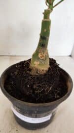 ENXERTO 12344 – 20cm (cor LM 964) - Imagem 6