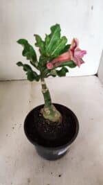 ENXERTO 12344 – 20cm (cor LM 964) - Imagem 5