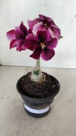 ENXERTO 12345 – 20cm (cor LM 499)