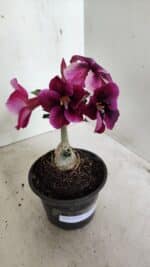 ENXERTO 12345 – 20cm (cor LM 499) - Imagem 3