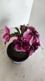 ENXERTO 12345 – 20cm (cor LM 499) - Imagem 4