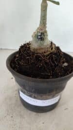 ENXERTO 12345 – 20cm (cor LM 499) - Imagem 6