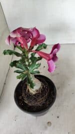 ENXERTO 12345 – 20cm (cor LM 499) - Imagem 5