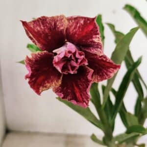 ENXERTO 12346 – 25cm (cor LM 990)