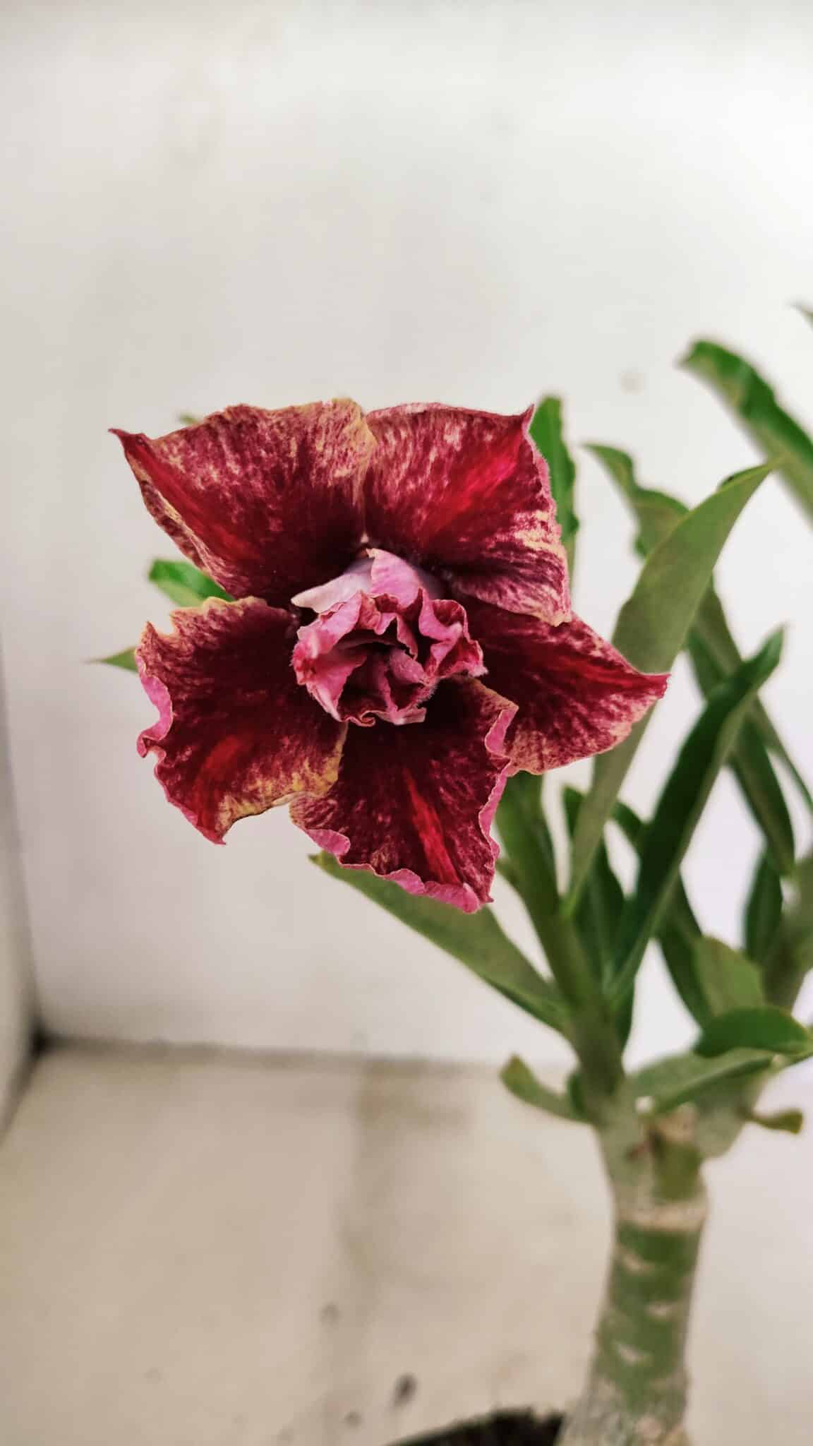 ENXERTO 12346 (2) ENXERTO 12346 – 25cm (cor LM 990) - Imagem 1