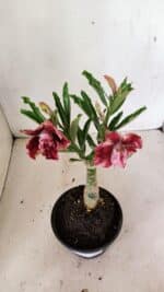 ENXERTO 12346 – 25cm (cor LM 990) - Imagem 4