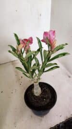 ENXERTO 12346 – 25cm (cor LM 990) - Imagem 5