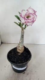 ENXERTO 12347 – 20cm (cor LM 543) - Imagem 2