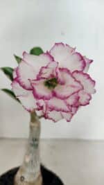 ENXERTO 12347 – 20cm (cor LM 543)