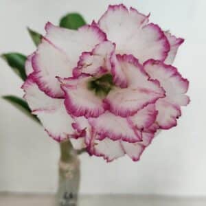 ENXERTO 12347 – 20cm (cor LM 543)