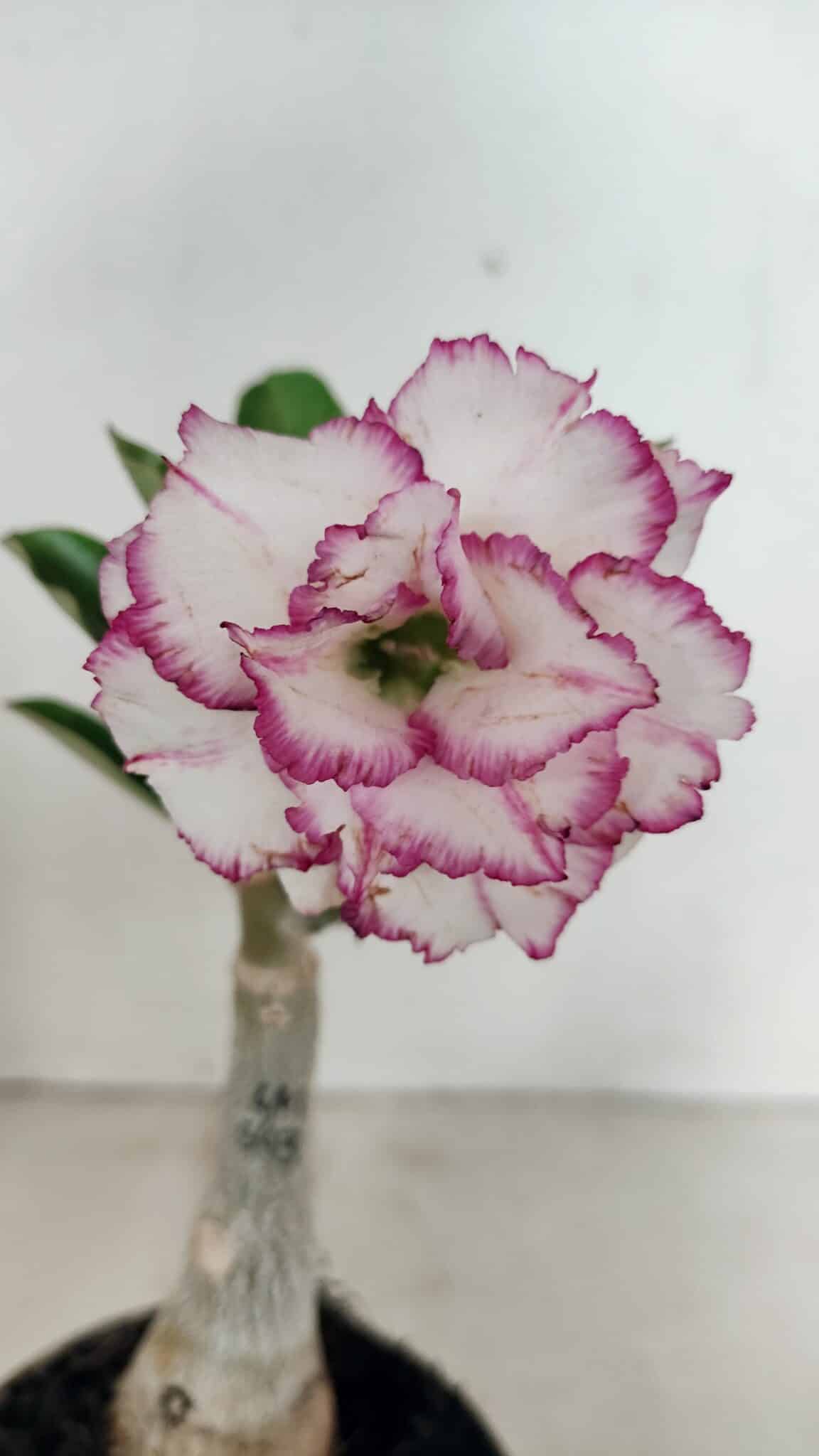 ENXERTO 12347 (2) ENXERTO 12347 – 20cm (cor LM 543) - Imagem 1