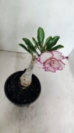 ENXERTO 12347 – 20cm (cor LM 543) - Imagem 4