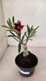 ENXERTO 12348 – 20cm (cor LM 1007) - Imagem 2