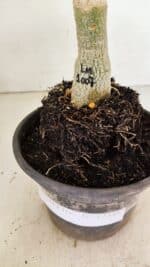 ENXERTO 12348 – 20cm (cor LM 1007) - Imagem 7