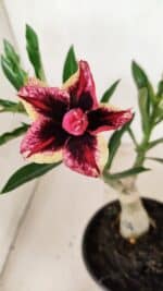 ENXERTO 12348 – 20cm (cor LM 1007)