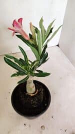 ENXERTO 12348 – 20cm (cor LM 1007) - Imagem 6