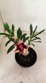 ENXERTO 12348 – 20cm (cor LM 1007) - Imagem 4