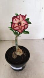 ENXERTO 12349 – 20cm (cor LM 914) - Imagem 2