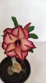 ENXERTO 12349 – 20cm (cor LM 914)