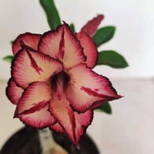 ENXERTO 12349 – 20cm (cor LM 914)