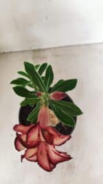 ENXERTO 12349 – 20cm (cor LM 914) - Imagem 4