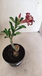 ENXERTO 12349 – 20cm (cor LM 914) - Imagem 6