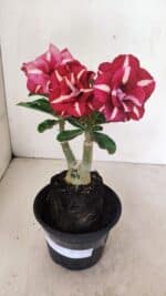 ENXERTO 12350 – 25cm (cor LM 984) - Imagem 2