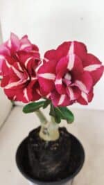 ENXERTO 12350 – 25cm (cor LM 984) - Imagem 3