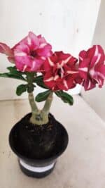 ENXERTO 12350 – 25cm (cor LM 984)