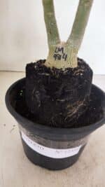 ENXERTO 12350 – 25cm (cor LM 984) - Imagem 7