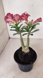 ENXERTO 12350 – 25cm (cor LM 984) - Imagem 6