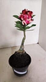 ENXERTO 12351 – 20cm (cor LM 491) - Imagem 2