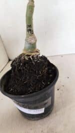 ENXERTO 12351 – 20cm (cor LM 491) - Imagem 7