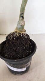 ENXERTO 12351 – 20cm (cor LM 491) - Imagem 6