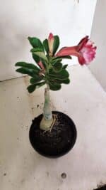 ENXERTO 12351 – 20cm (cor LM 491) - Imagem 5