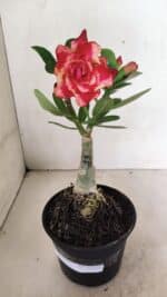 ENXERTO 12352 – 20cm (cor LM 995) - Imagem 2