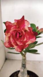 ENXERTO 12352 – 20cm (cor LM 995)