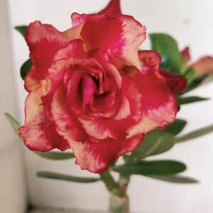 ENXERTO 12352 – 20cm (cor LM 995)