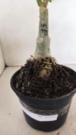 ENXERTO 12352 – 20cm (cor LM 995) - Imagem 7