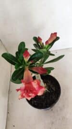 ENXERTO 12352 – 20cm (cor LM 995) - Imagem 4