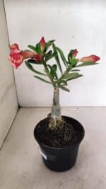 ENXERTO 12352 – 20cm (cor LM 995) - Imagem 6