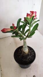 ENXERTO 12352 – 20cm (cor LM 995) - Imagem 5