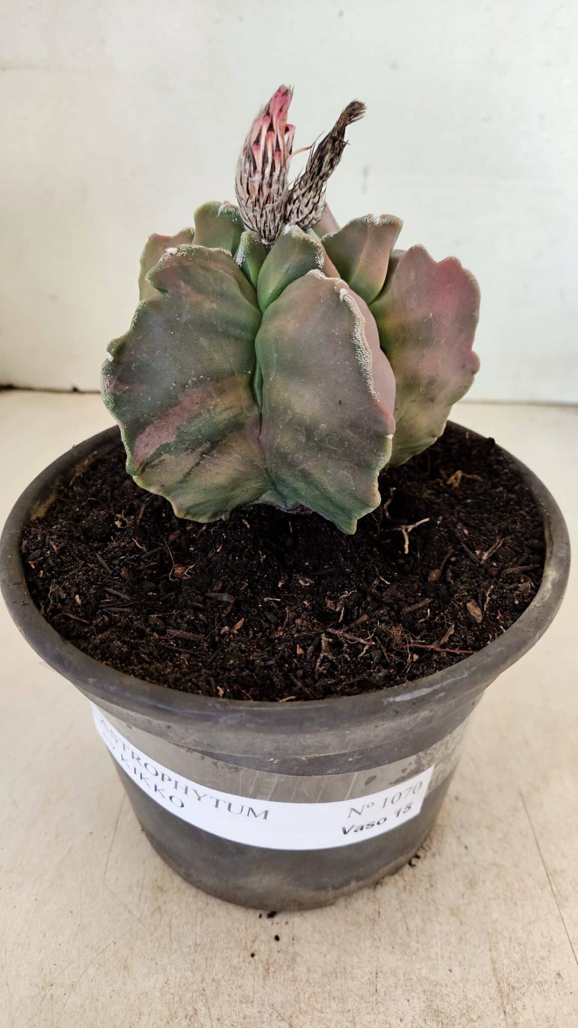 KIKKO 1070 (1) ASTROPHYTUM cv KIKKO "Variegata" Nº 1070 – vaso 15 - Imagem 2