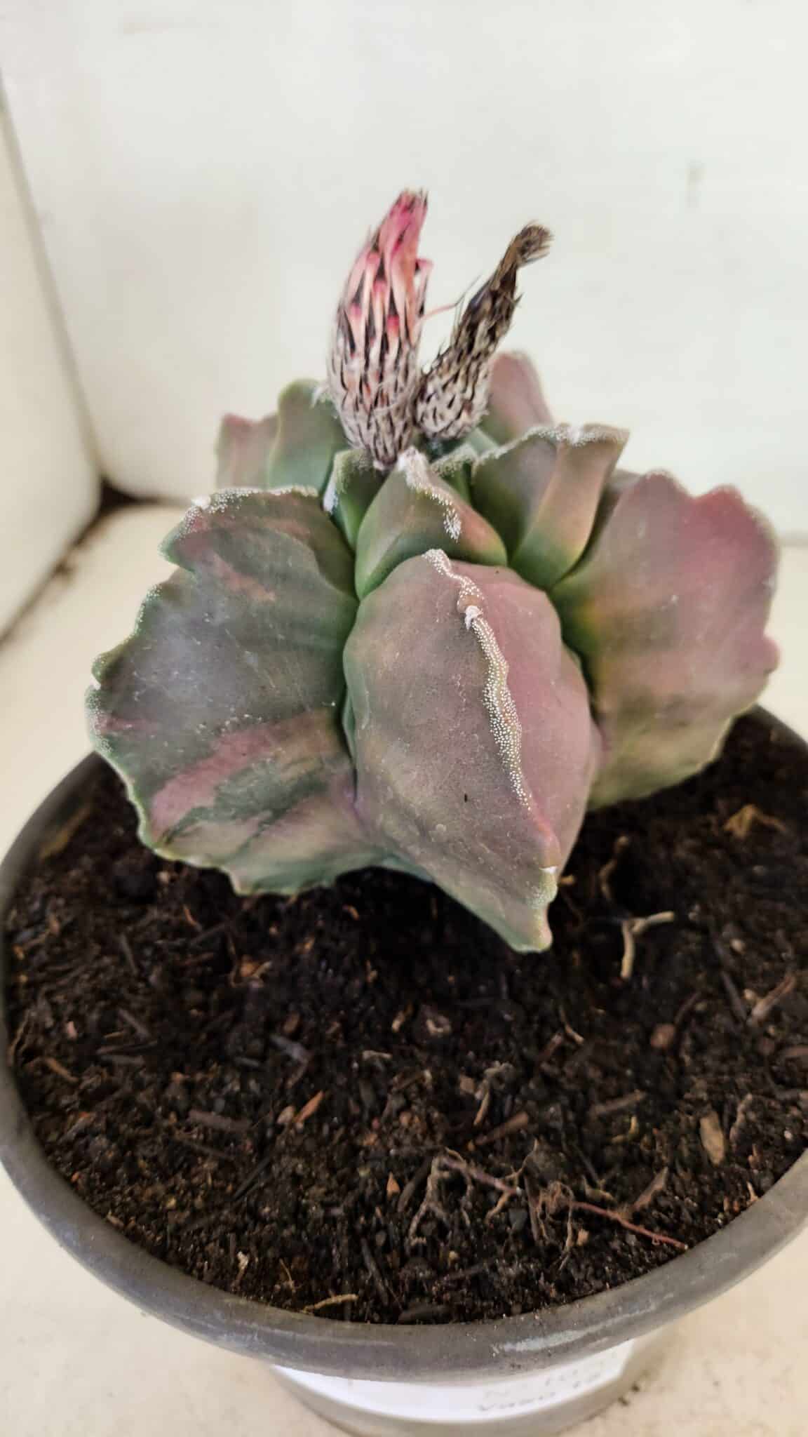 KIKKO 1070 (2) ASTROPHYTUM cv KIKKO "Variegata" Nº 1070 – vaso 15 - Imagem 9