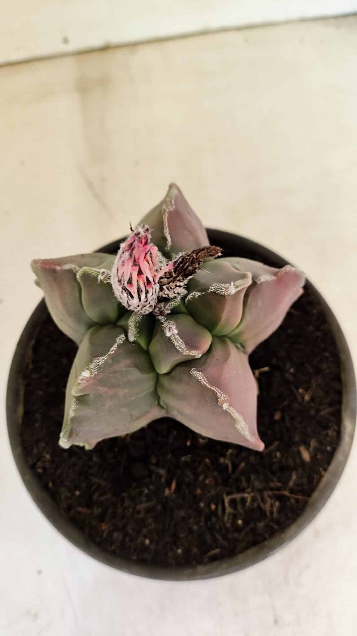 KIKKO 1070 (3) ASTROPHYTUM cv KIKKO "Variegata" Nº 1070 – vaso 15 - Imagem 3